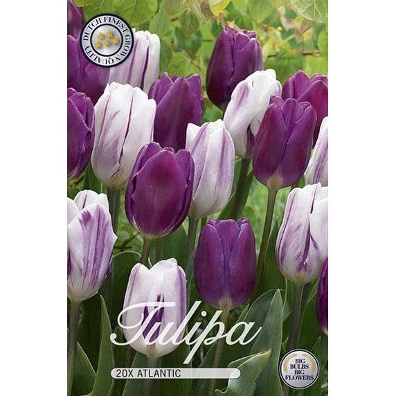 Tulpan Atlantic 20-pack